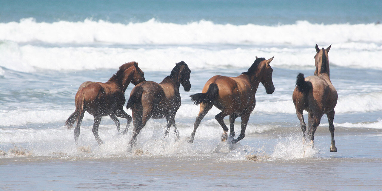 Real Estate in Peninsula de Nicoya